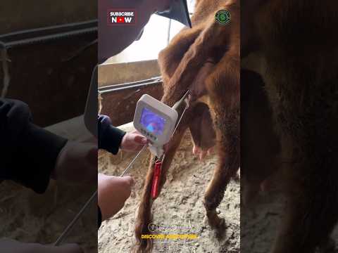 New Cow AI Tool with Camera