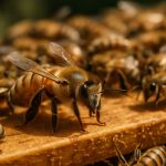 解锁超级蜜蜂：抗FHB蜜蜂繁殖的未来