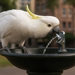 Bird Brains or Urban Geniuses? Sydney’s Cockatoos Hack City Water Fountains in Dazzling New Study